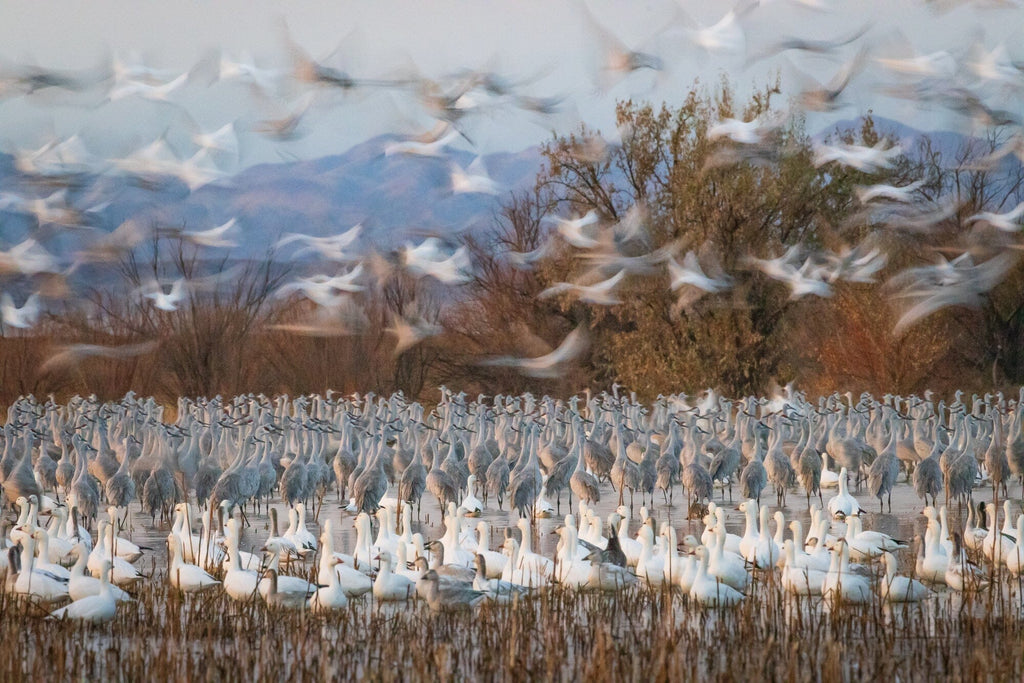 Wintering Flocks - Sandhill cranes and snow geese in flight at dawn in New Mexico.