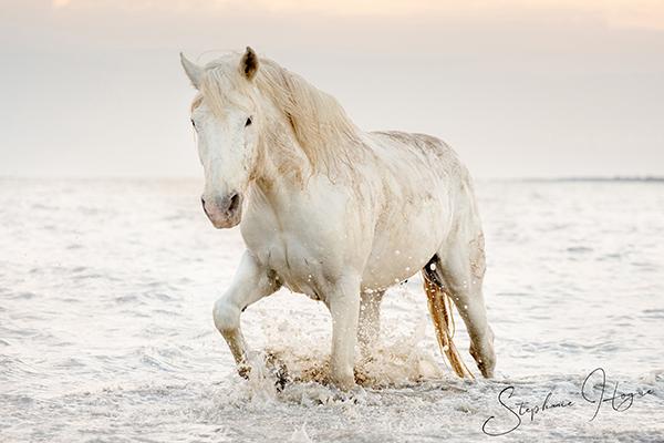 photograph of a White Horse of the Camargue. Prints and canvas for your wall.