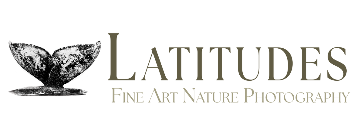 Latitudes Gallery