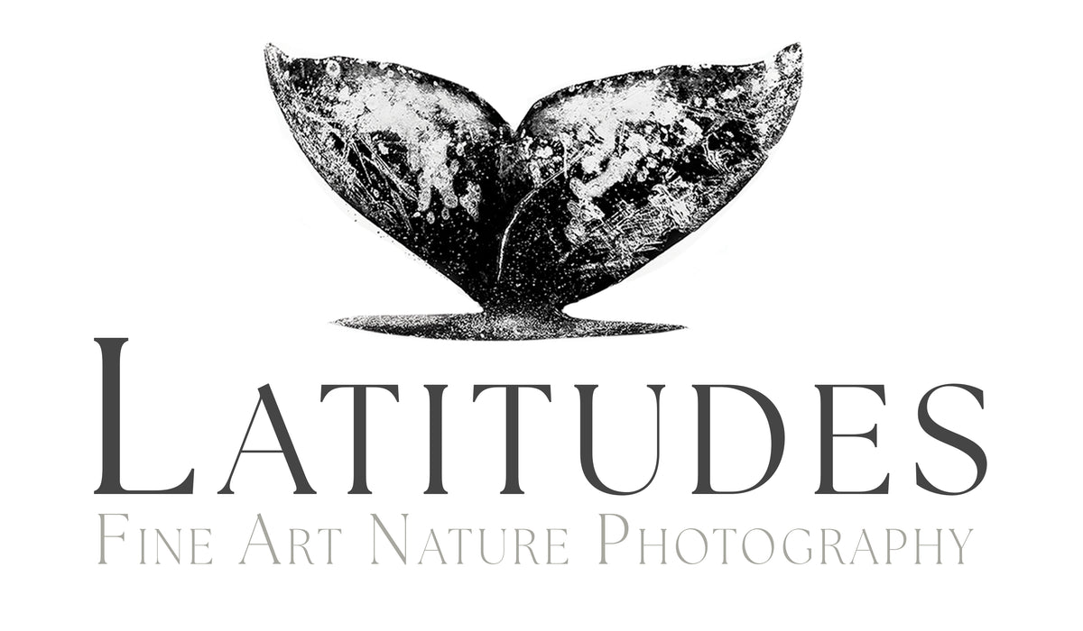 Large Nature Photography Art | Hawaii & California | Latitudes Gallery