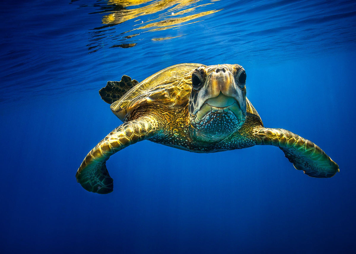The Book of Honu: Enjoying and Learning About Hawaii's Sea Turtles – UH  Press