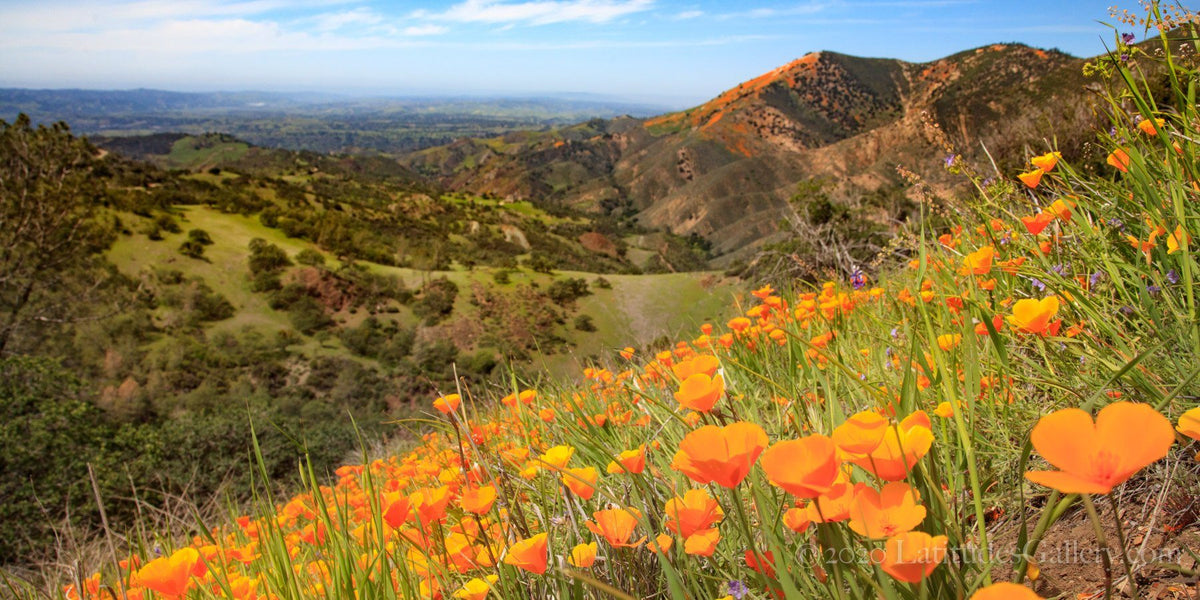 Schaefer/Miles “Poppies in Paradise” M30 FigueroaMountainPoppies_WEB202