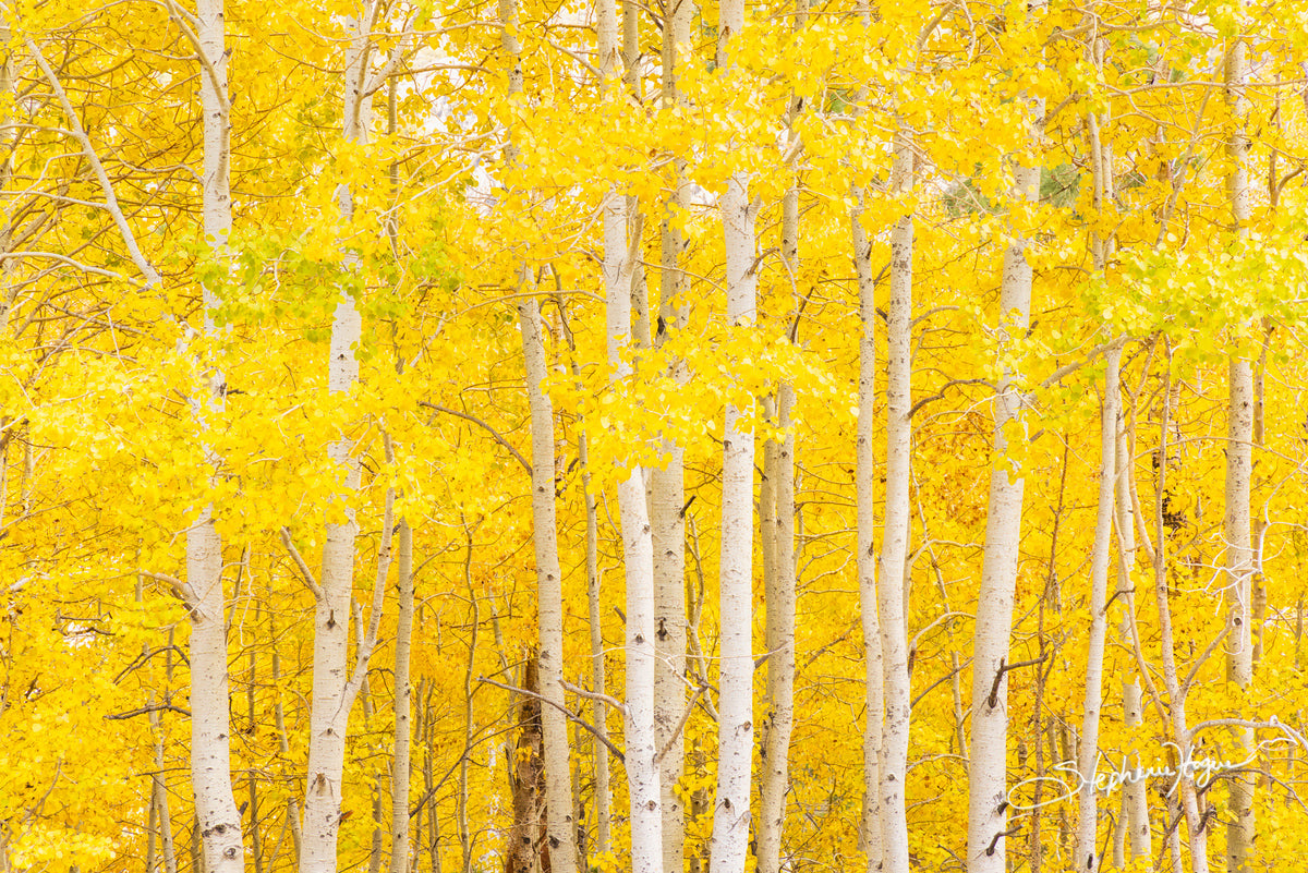 Golden Aspen Trees - Arizona  T&K Images - Fine Art Photography