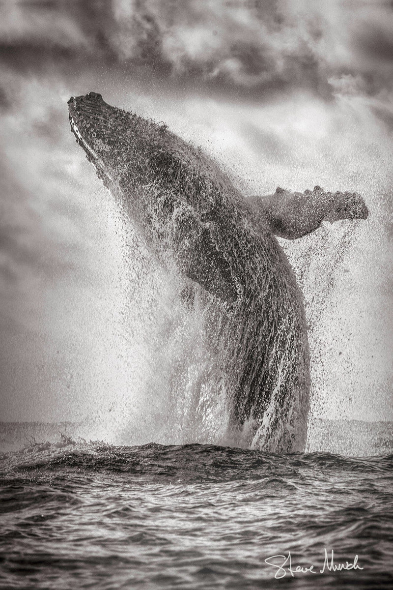 humpback whale breaching photos