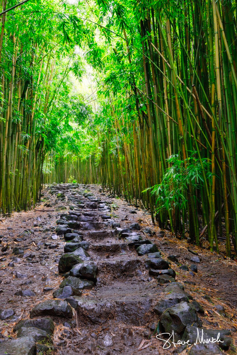自然写真家 ハンヌハウタラ 写真集 Nature in the Kalevala Bamboo Forest Pathway - Stone Path Through Bamboo Photo, HI