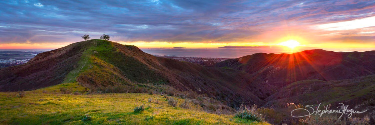 web_two_trees_sunburst_pano_si