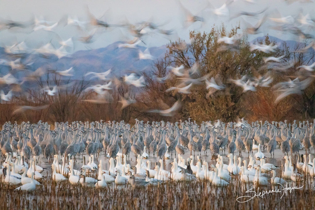 Fine art nature photography of a flock of Sandhill Cranes and Snow Geese taking flight at dawn against a backdrop of purple-hued mountains.