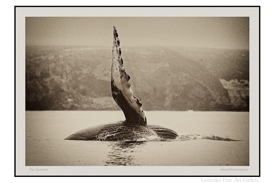 Photographs of Humpback Whales at Santa Cruz Island
