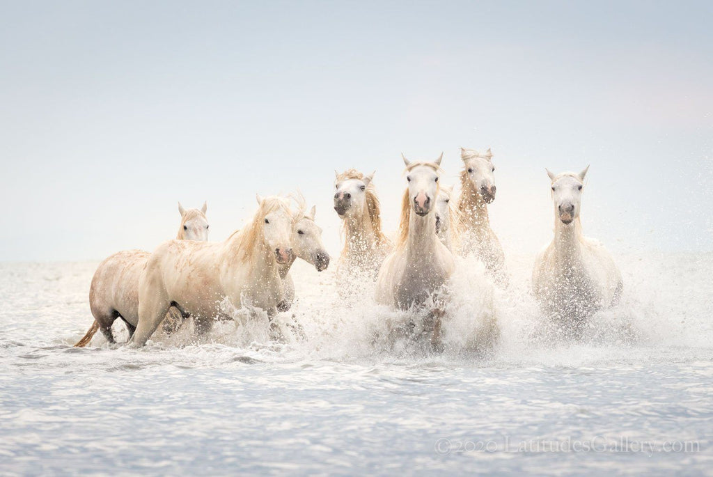 Modern office art of a pack of Camargue horses running in shallow blue-gray ocean water beneath a foggy sky.
