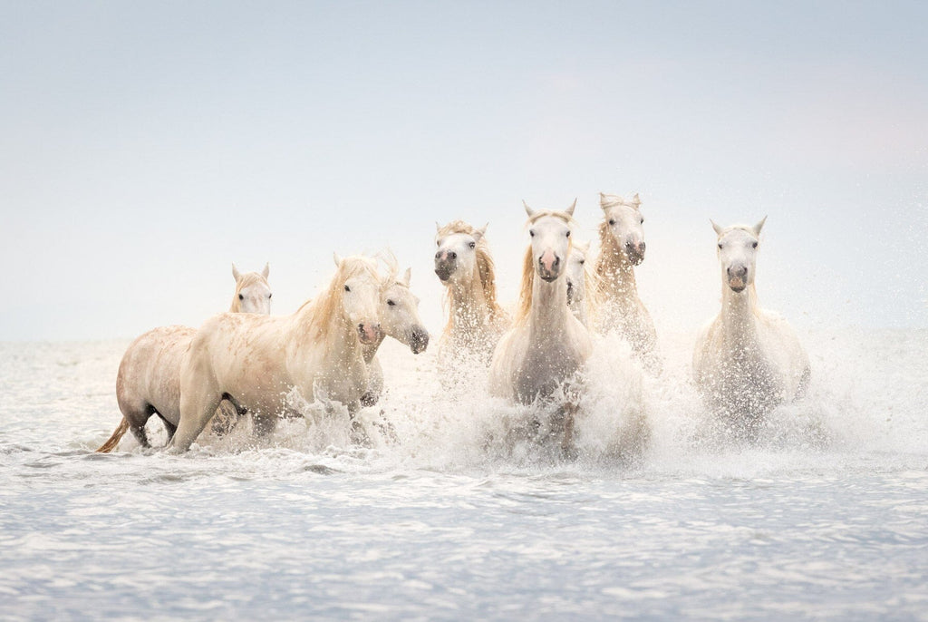 White horses of the Camargue galloping through the water