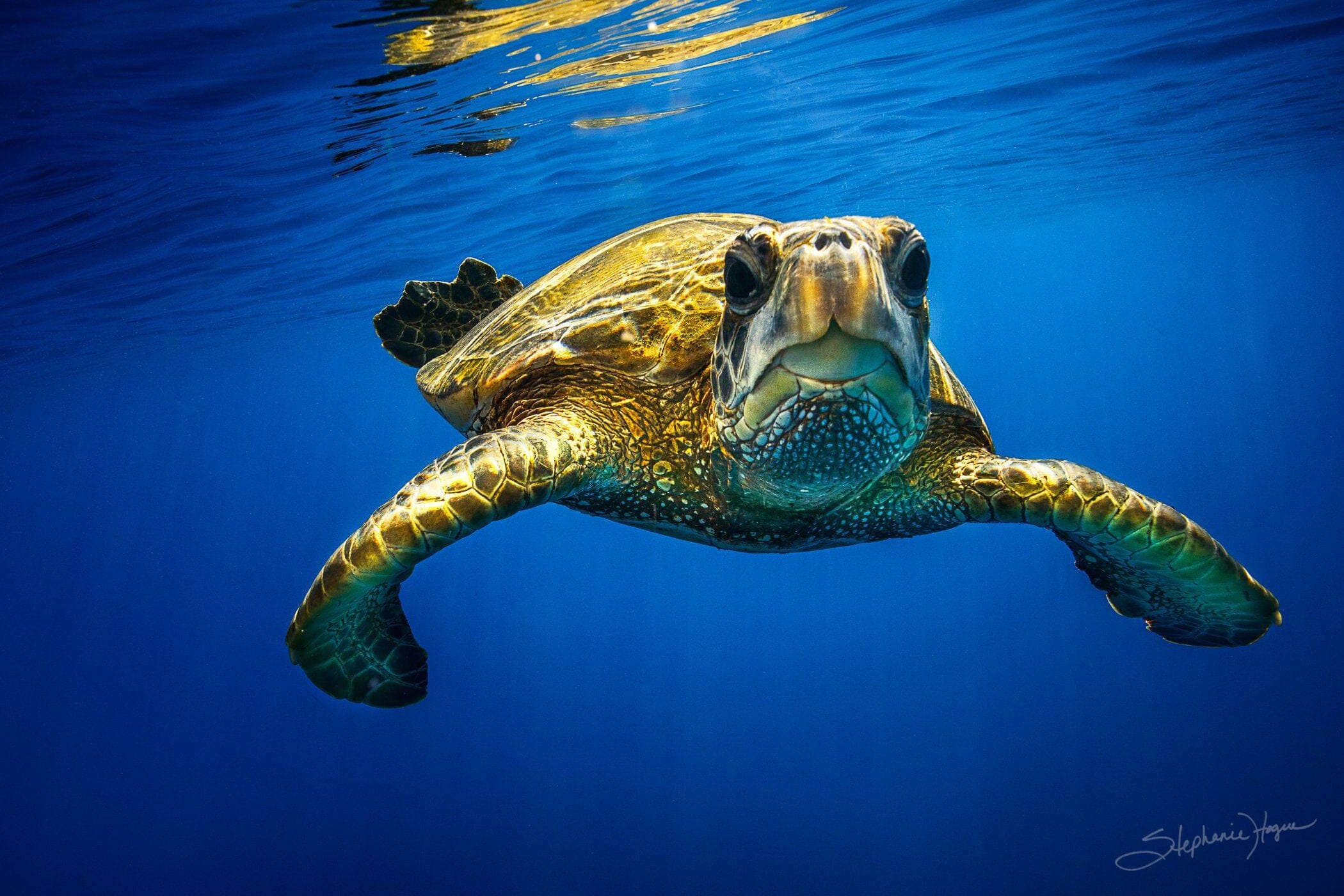 Pleased Turtle Happy Turtle