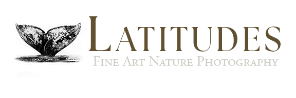 Latitudes Gallery