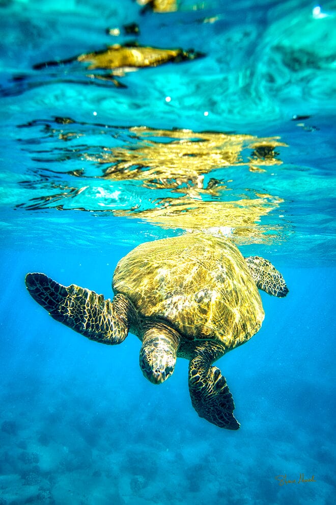 Turtle Gold Color