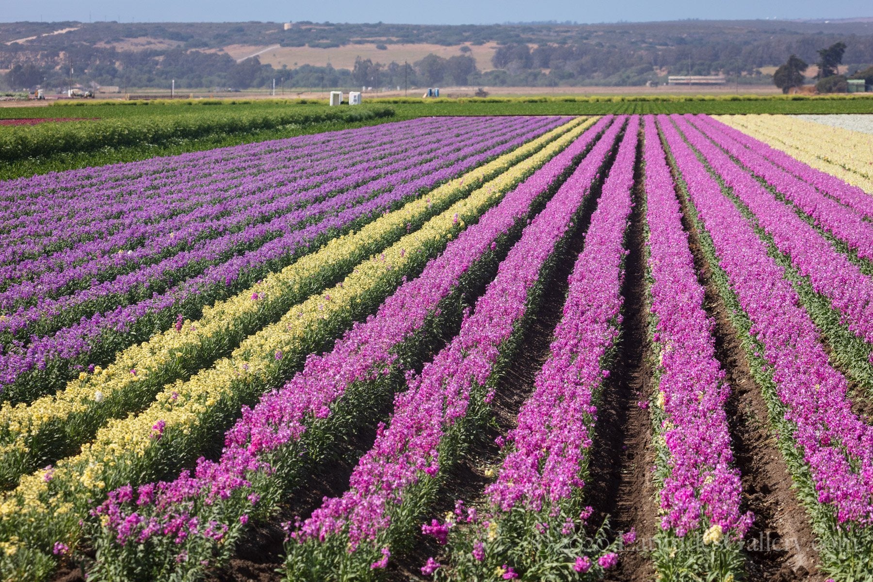 Lompoc Flower Field - California Fine Art Photograph – Latitudes