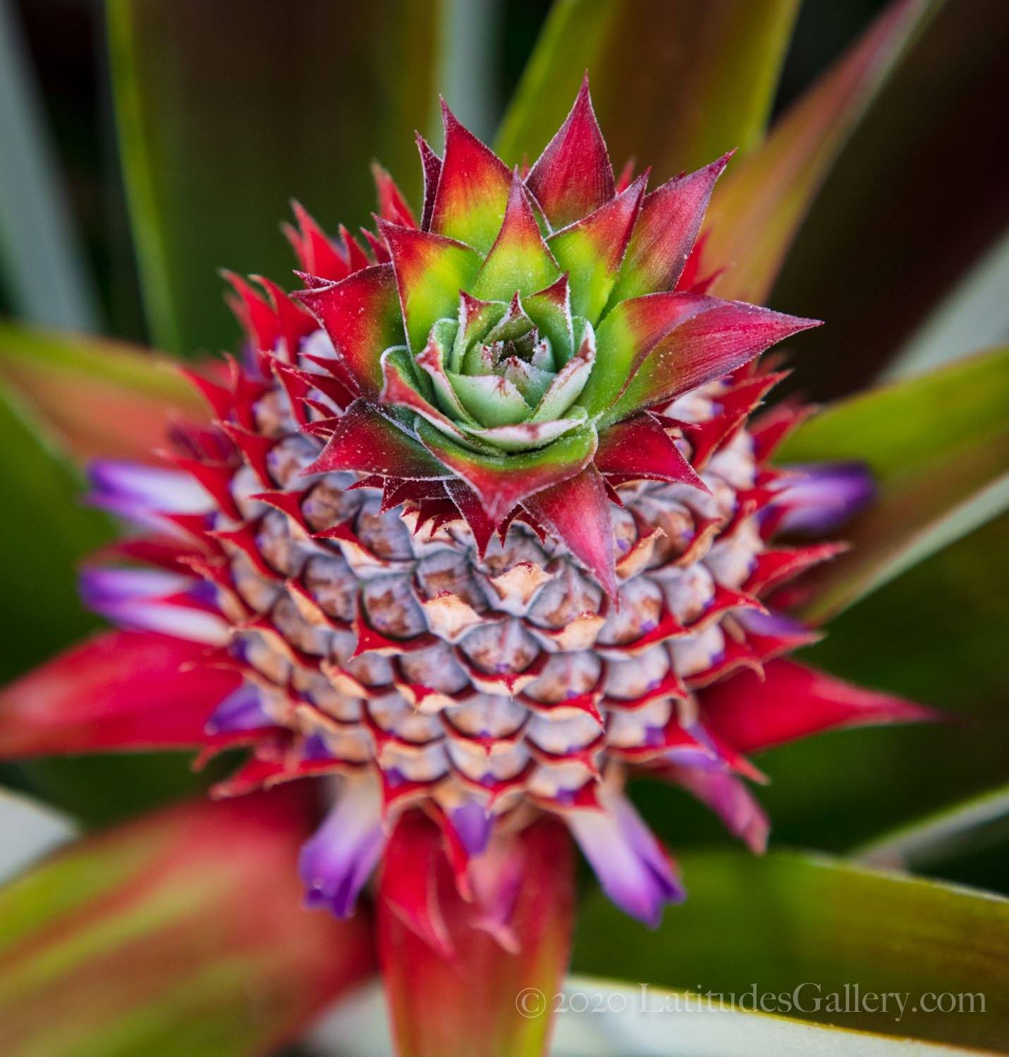 flowering pineapple plant Kauai White Pineapple Flower