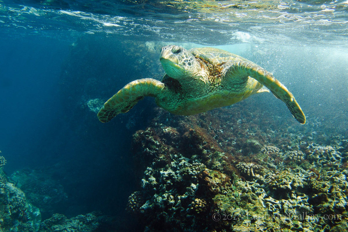 Mr. Lucky - Green Sea Turtle Ocean Art Photograph, Hawaii – Latitudes ...