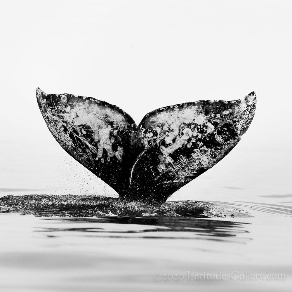 "Gray Heart" - Wood Print