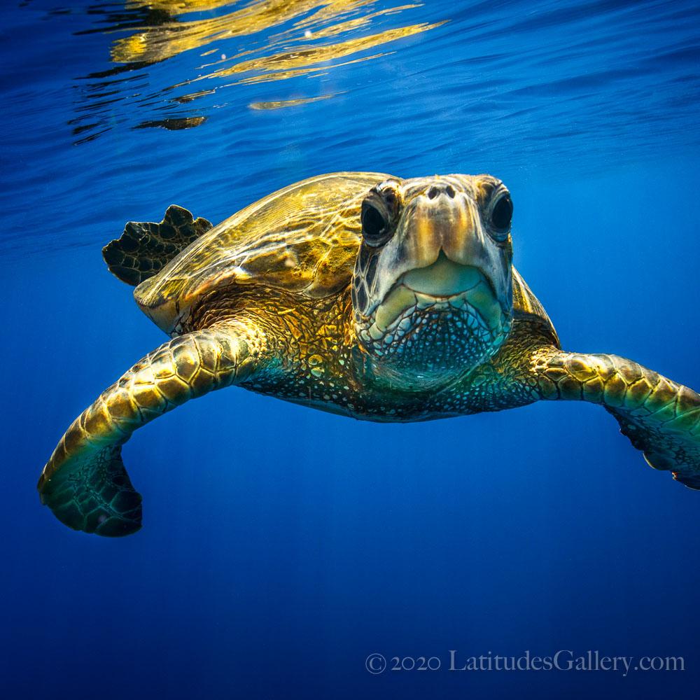 "Happy Honu" - Wood Print
