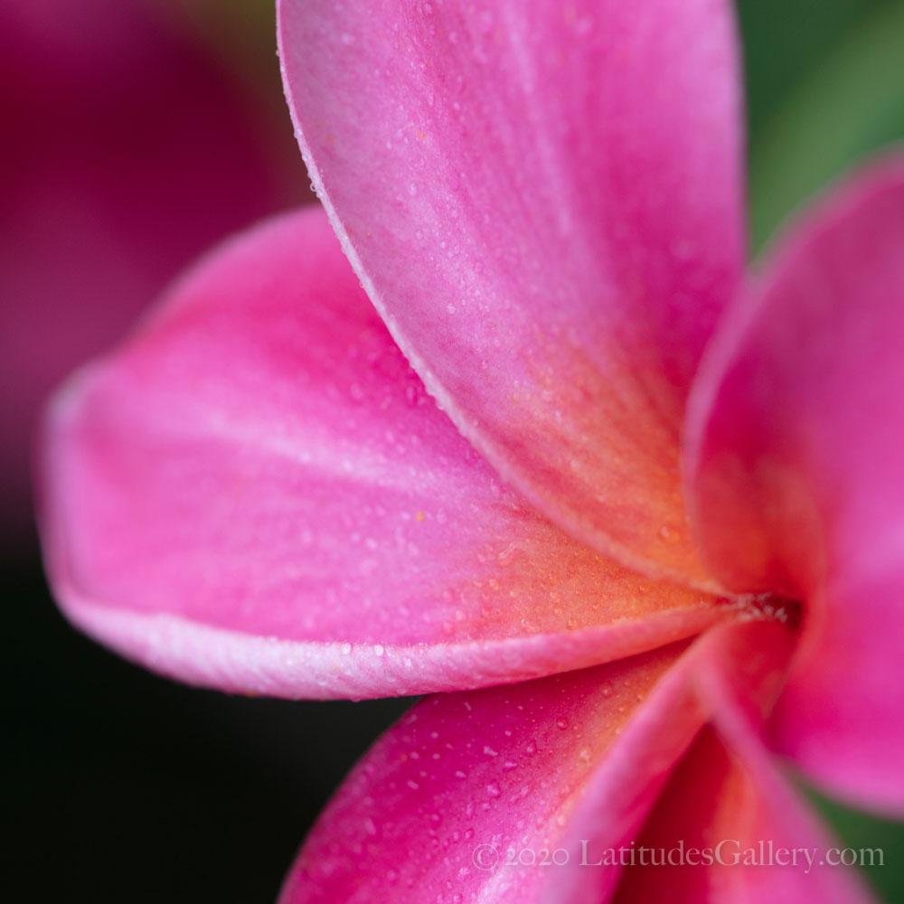"Pink and Orange Plumeria" - Wood Print