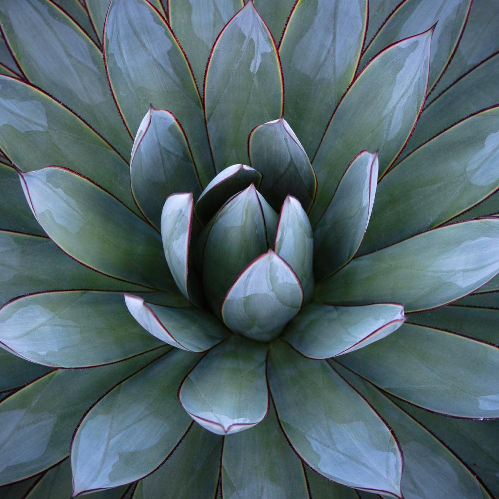 "Agave Glow"- Wood Print