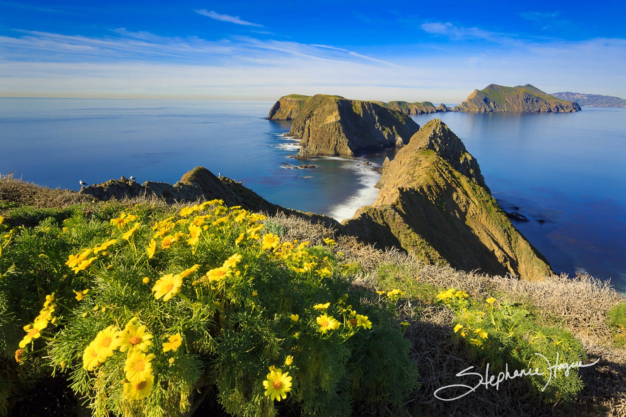 Inspiration Pointe Inspiration Point - Channel Islands Wildflower Nature Photo – Latitudes ...