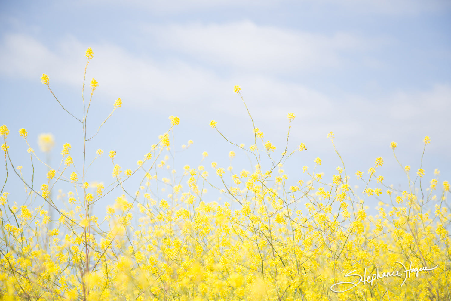 Spring Mustard Spring Mustard Flowers - Yellow Wildflowers Landscape Photography, CA ...