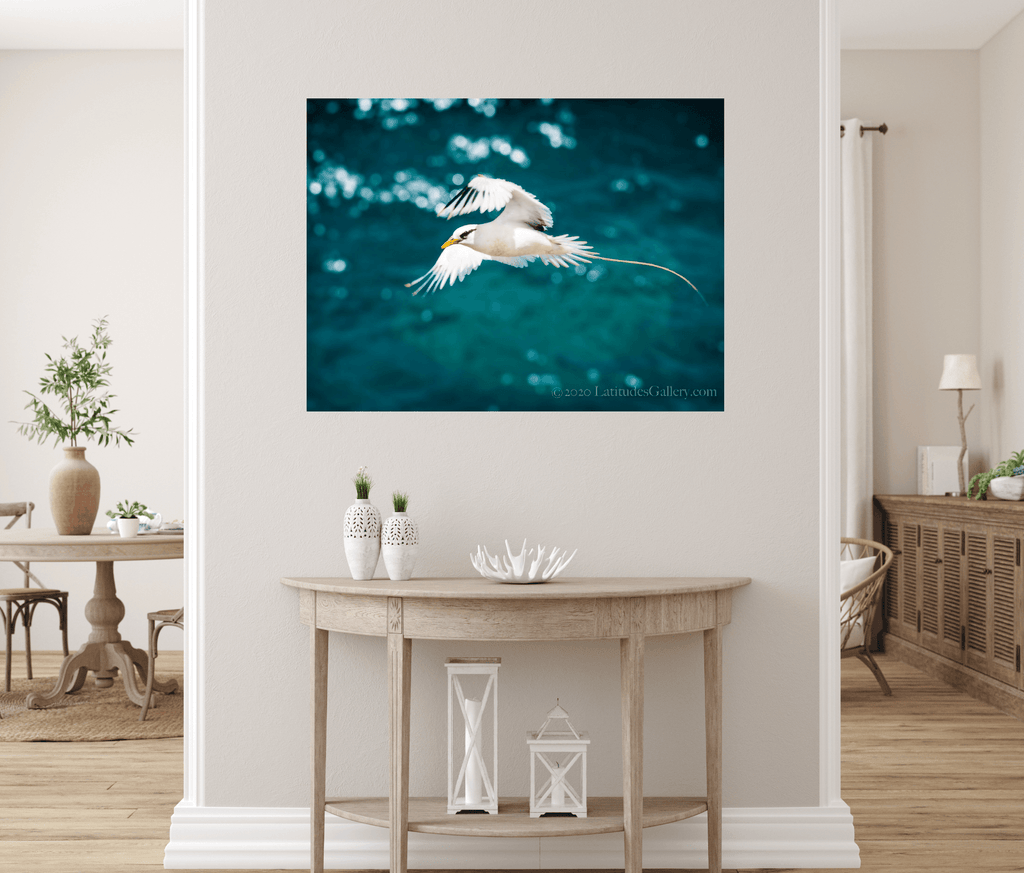 Tropical Bird in Flight - White Bird Over Ocean Photo, Hawaii ...